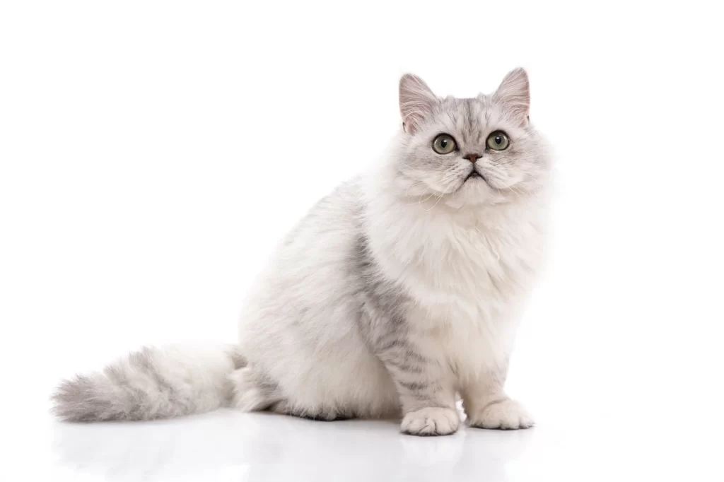 Persian Cat Care Guide