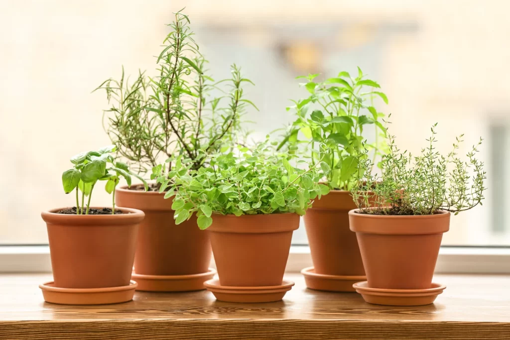 Best Pots for Organic Herbs