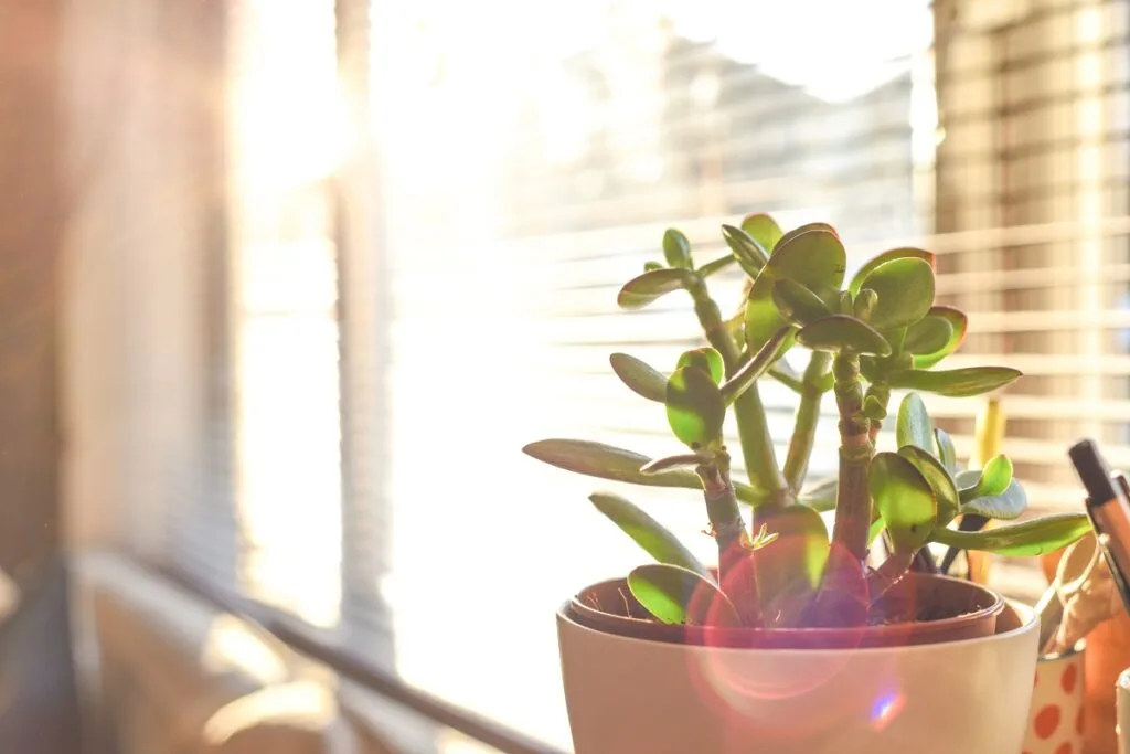 Sunlight for Organic Herbs